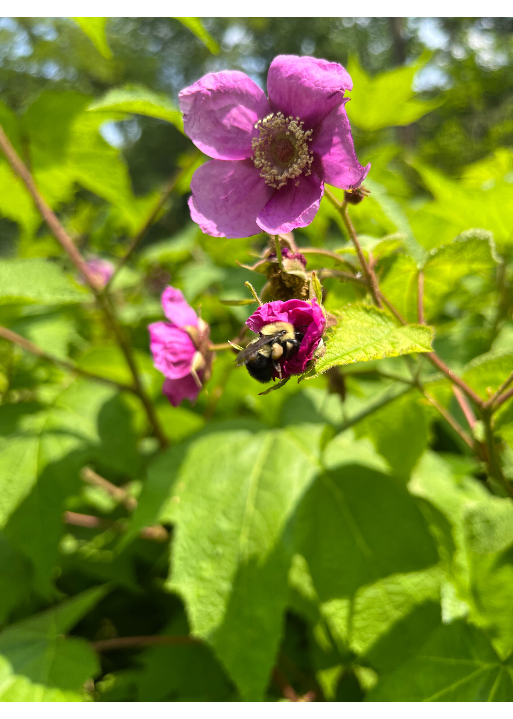 Rubus odoratus, Purple Flowering Raspberry #3