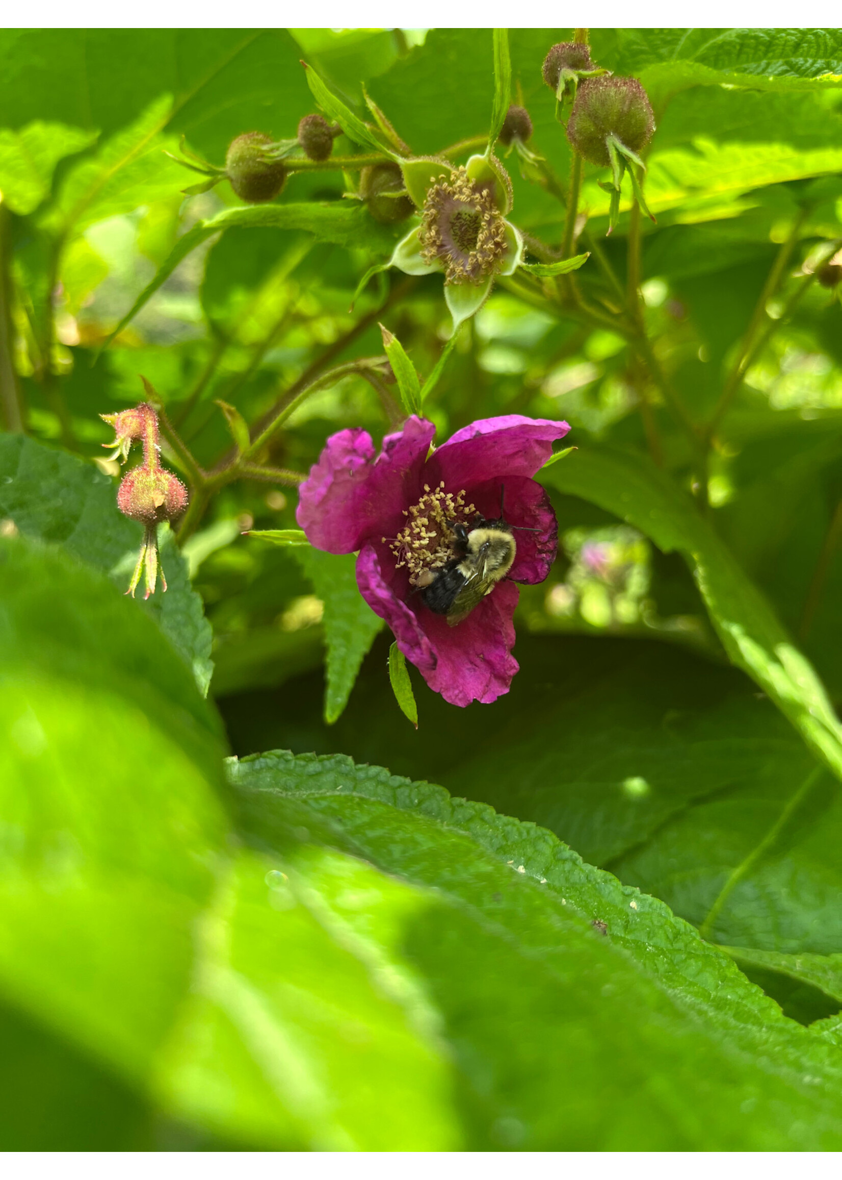 Rubus odoratus, Purple Flowering Raspberry #3