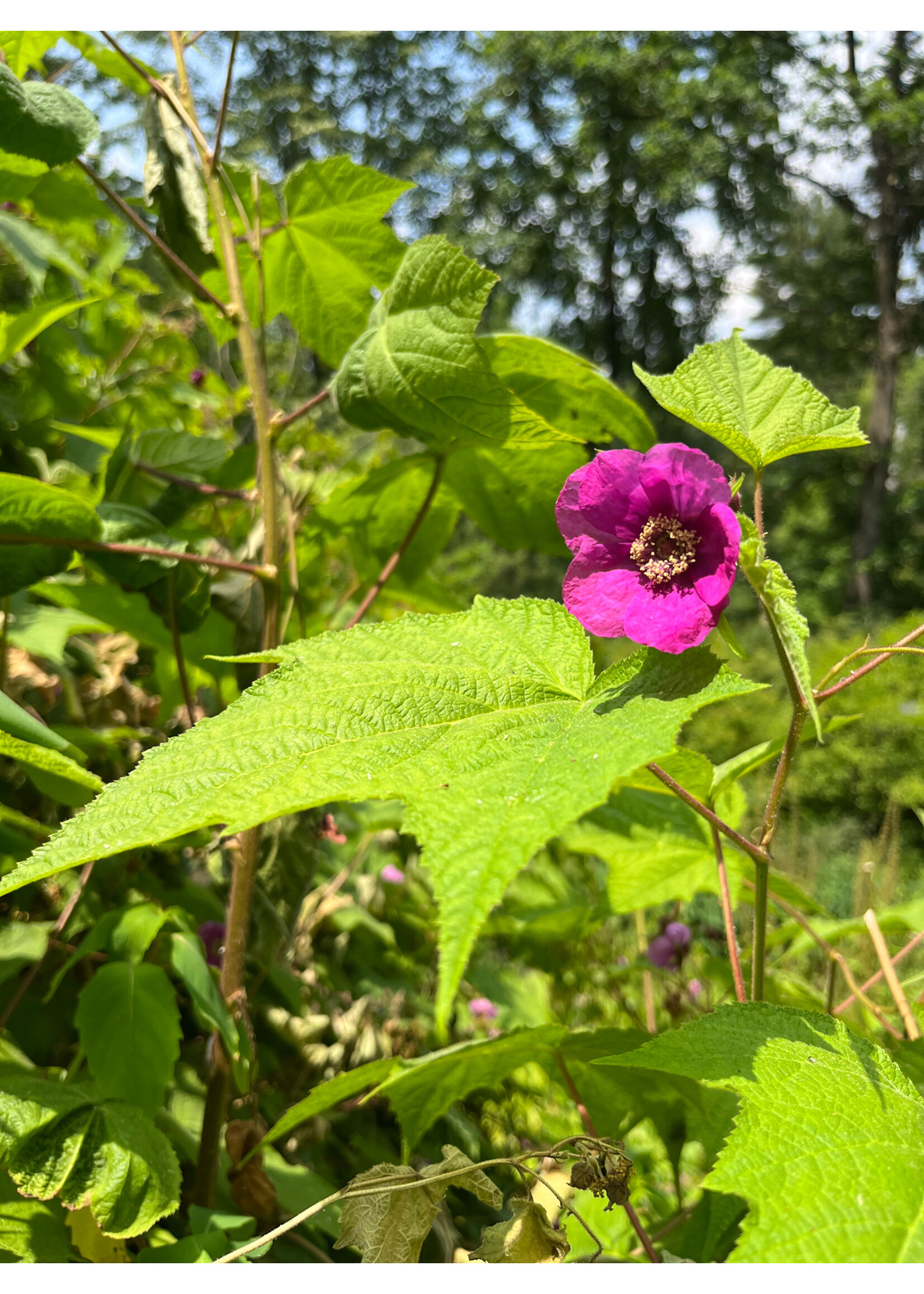 Rubus odoratus, Purple Flowering Raspberry #3