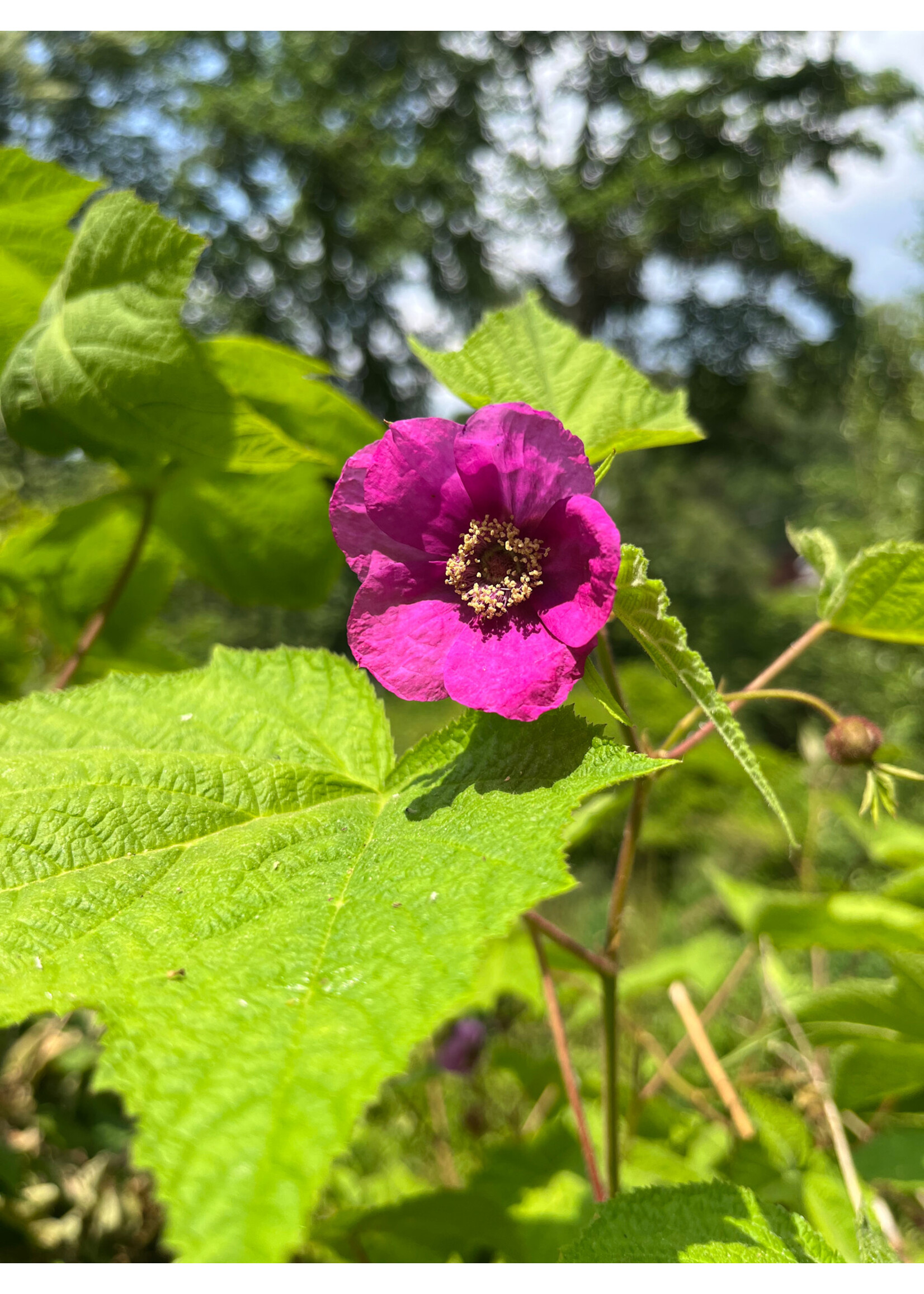 Rubus odoratus, Purple Flowering Raspberry #3