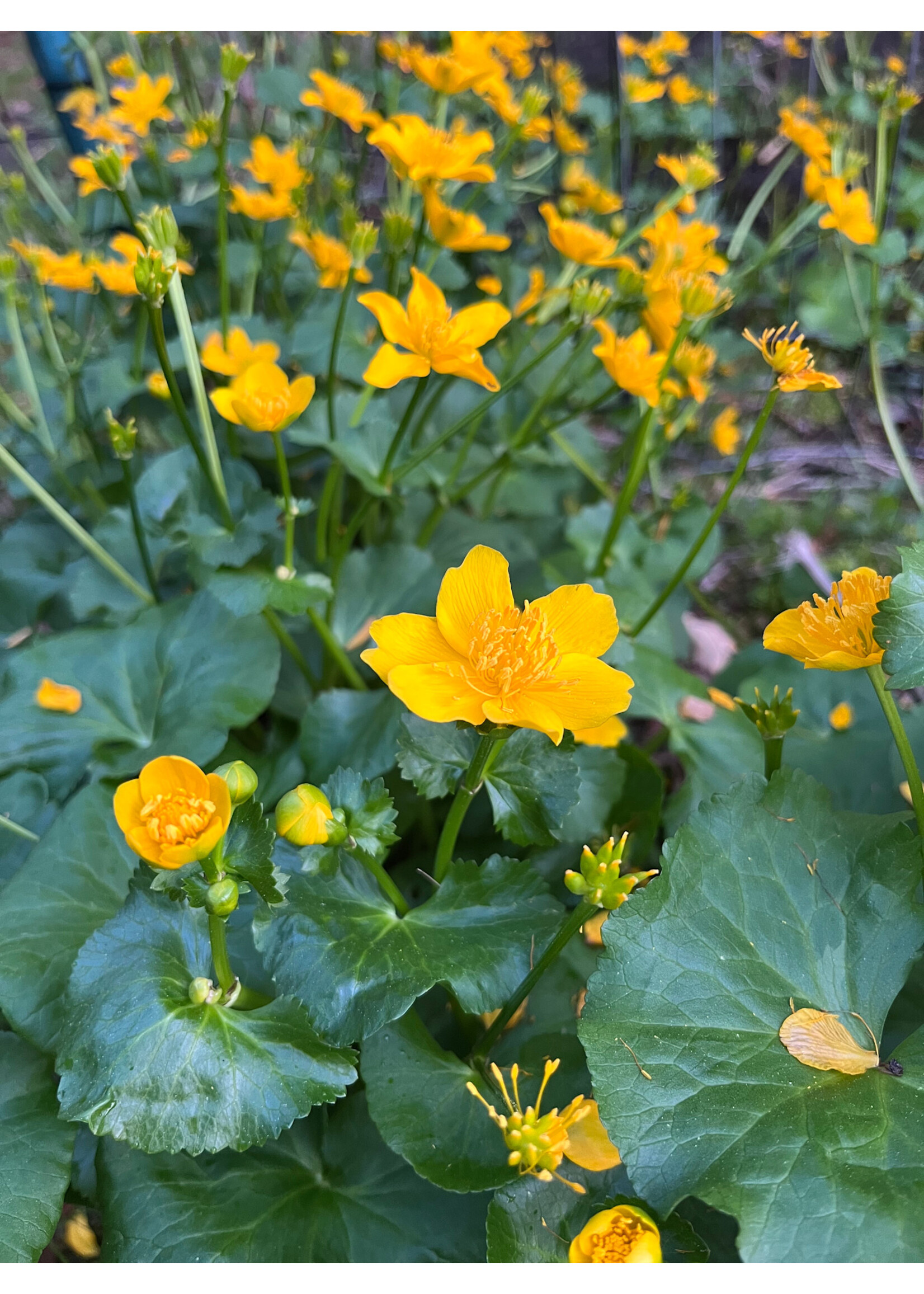 Caltha palustris, Marsh marigold #1 container