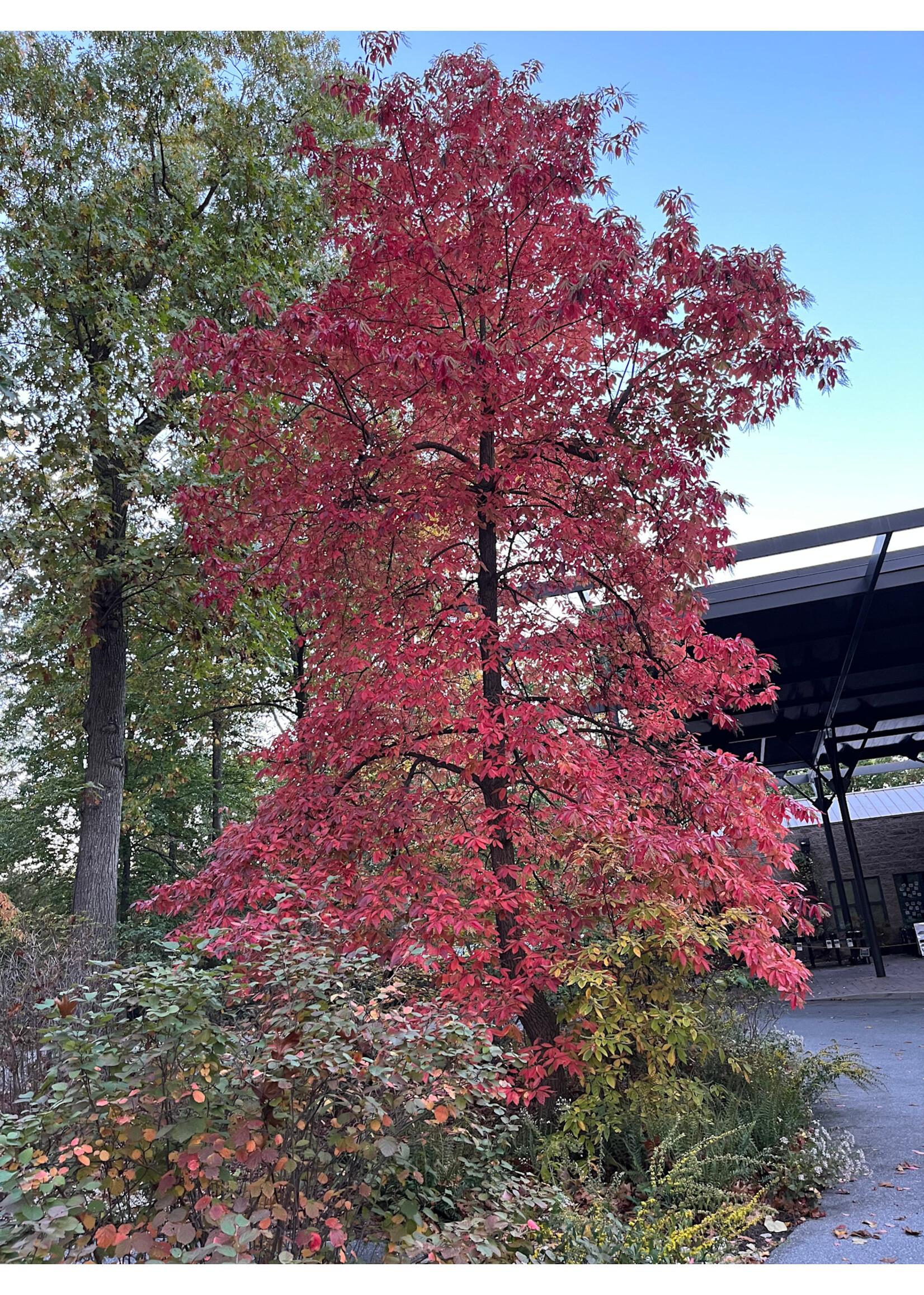 Oxydendrum arboreum Sourwood, #3
