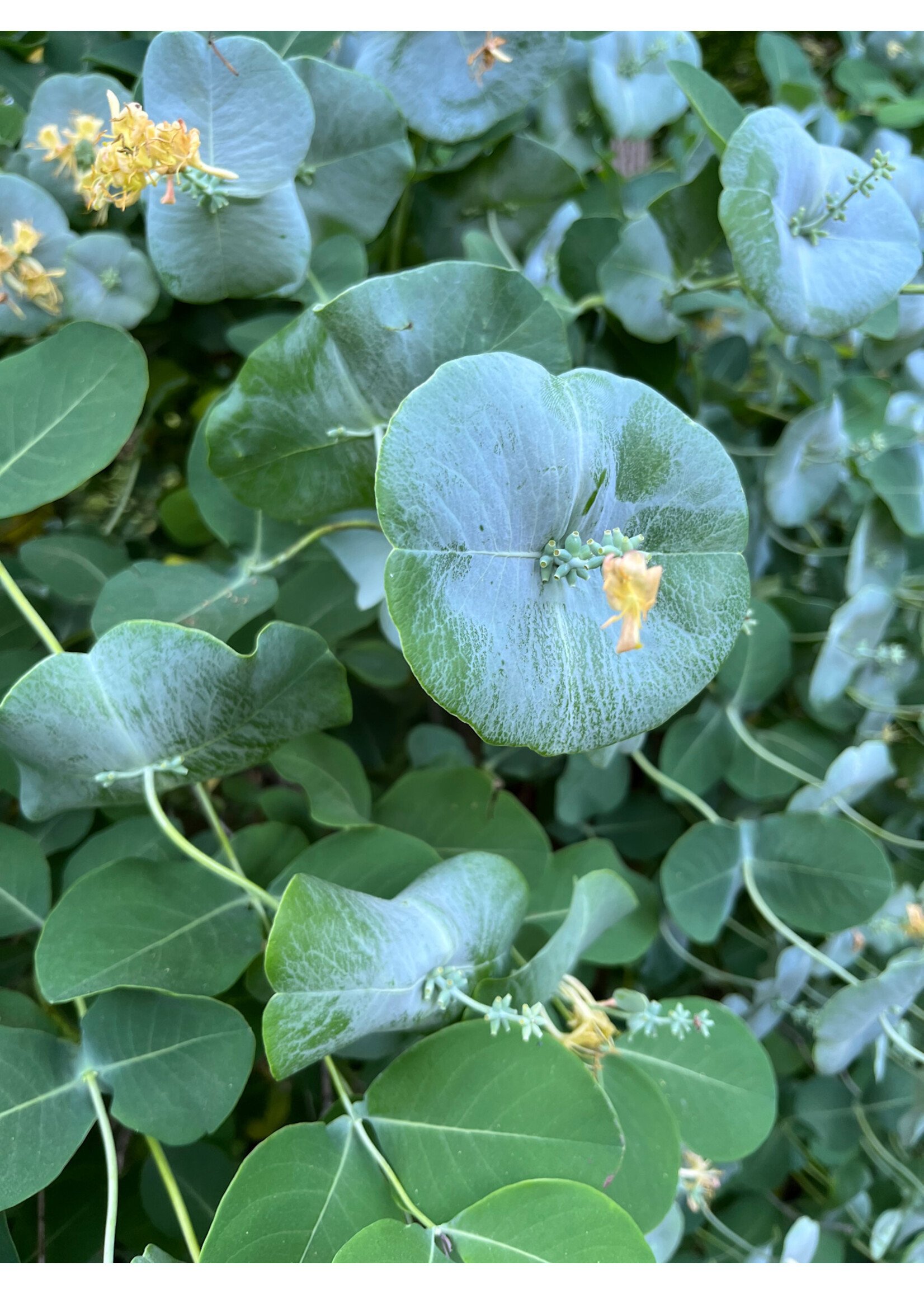 Lonicera retculata Kintzley's Ghost, Honeysuckle Vine,  #1