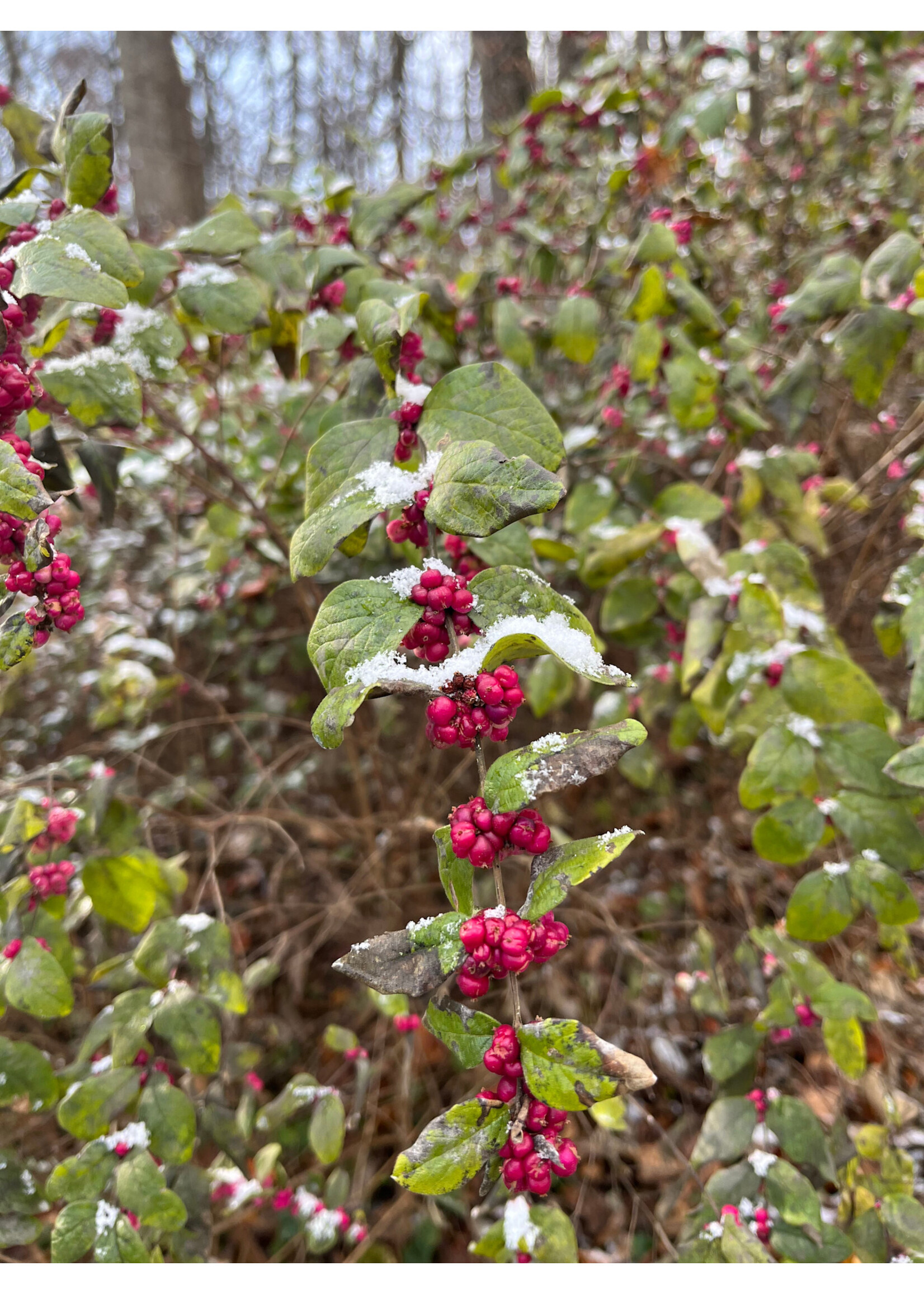 Symphoricarpos orbiculatus, Coralberry #3