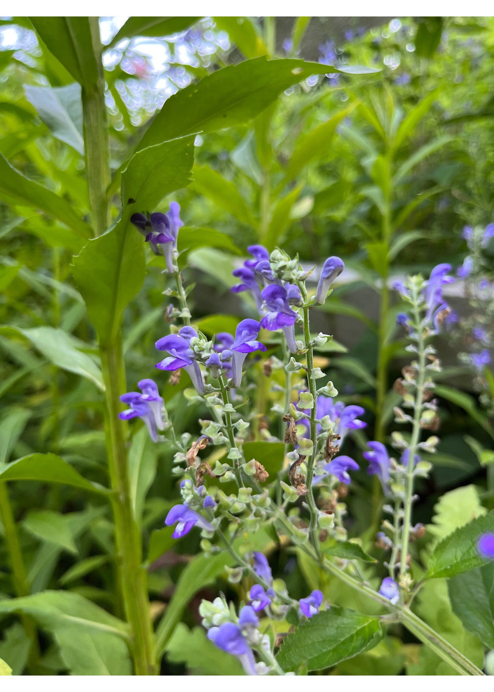 Scutellaria incana, Skullcap, #1