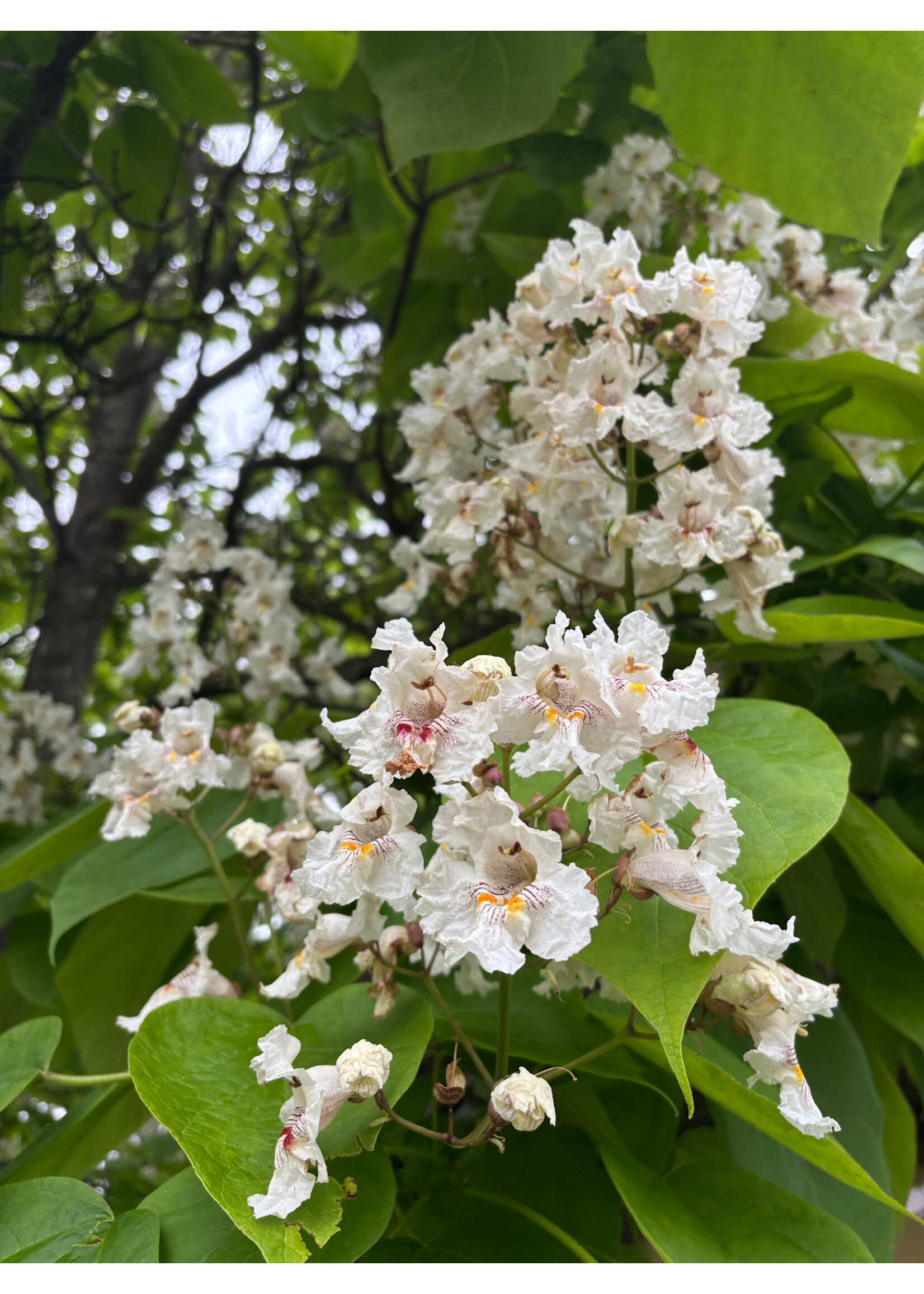 Catalpa speciosa, Northern Catalpa #5/7