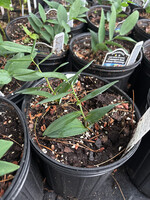 Polygonatum odoratum Prince Charming,  Solomon's Seal, #1
