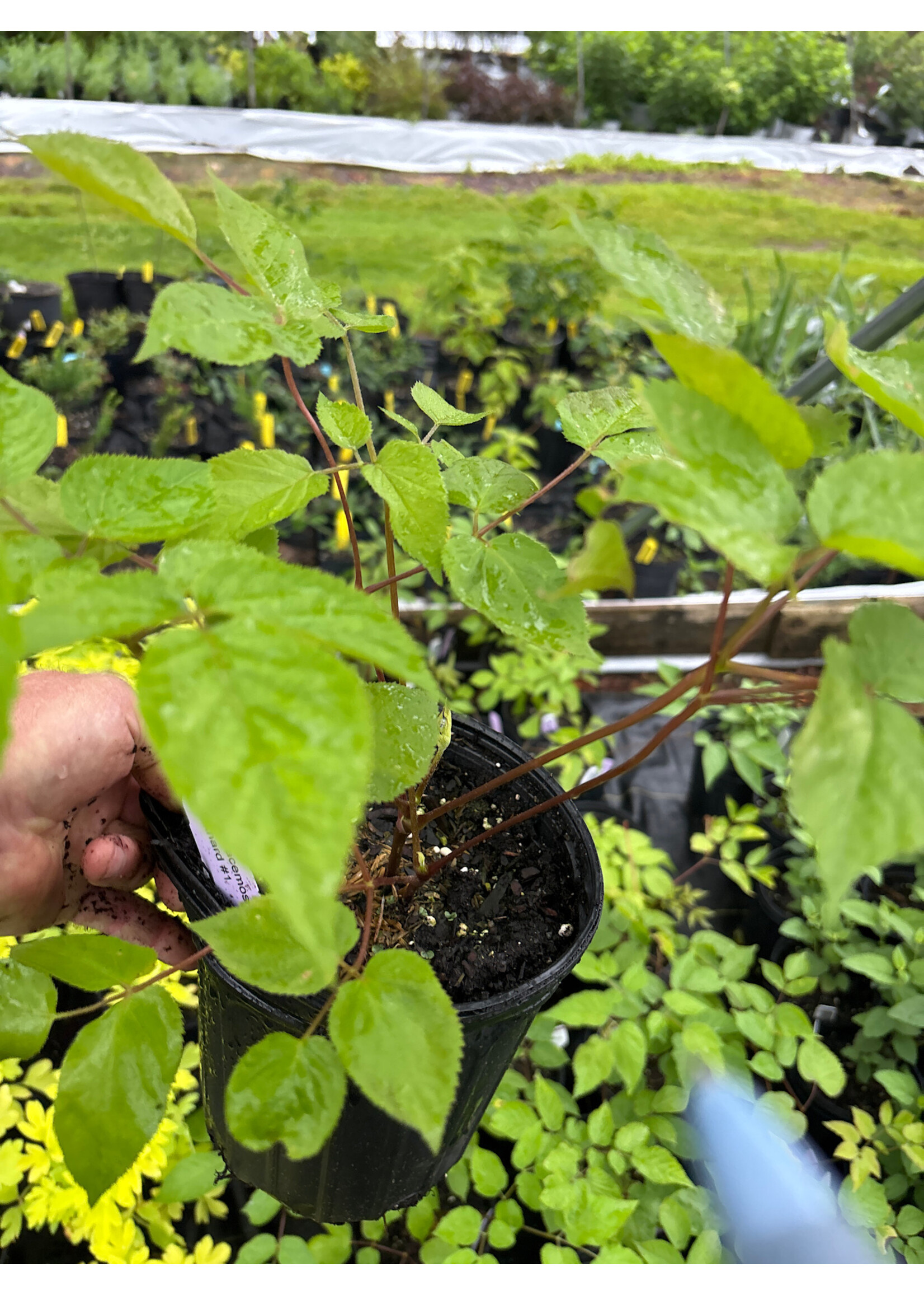 Aralia racemosa , American Spiknard #1