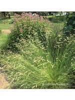 Bouteloua gracilis Blonde Ambition Grass - Ornamental Blue Grama, #1
