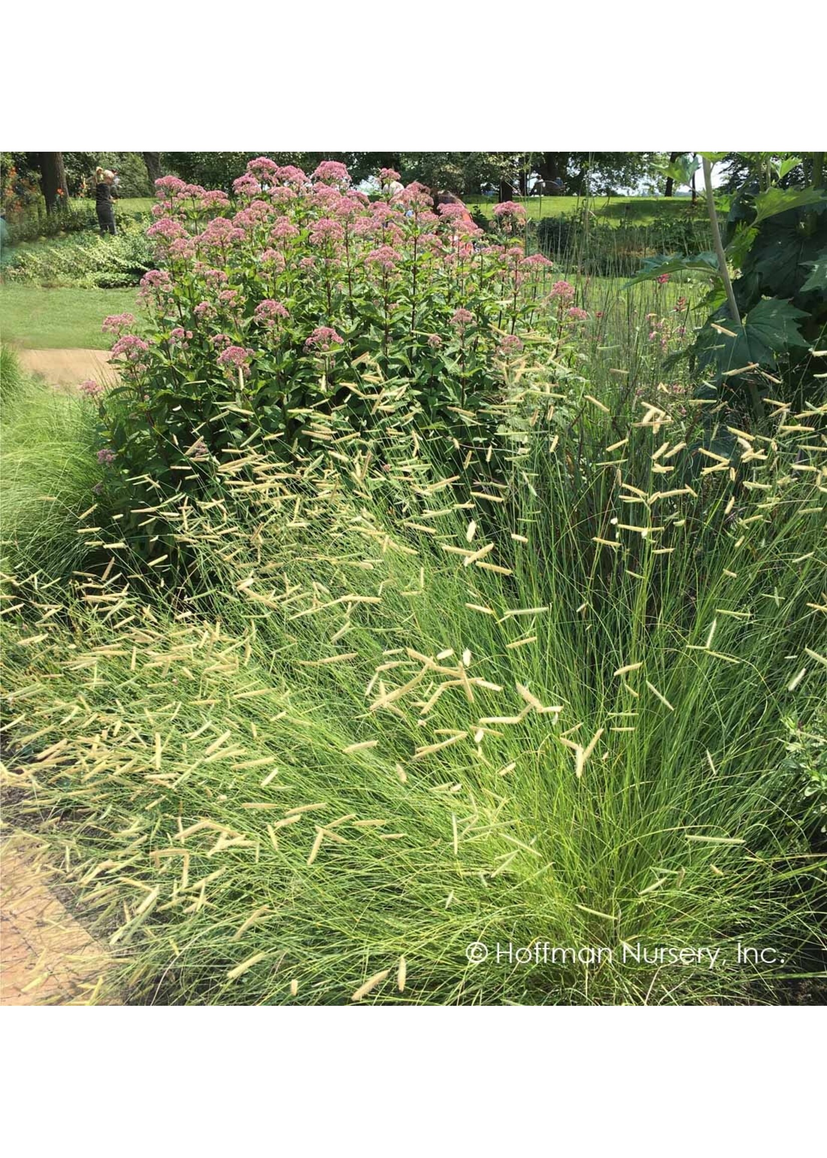 Bouteloua gracilis Blonde Ambition Grass - Ornamental Blue Grama, #1