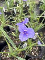 Tradescantia ohiensis, Ohio Spiderwort #1