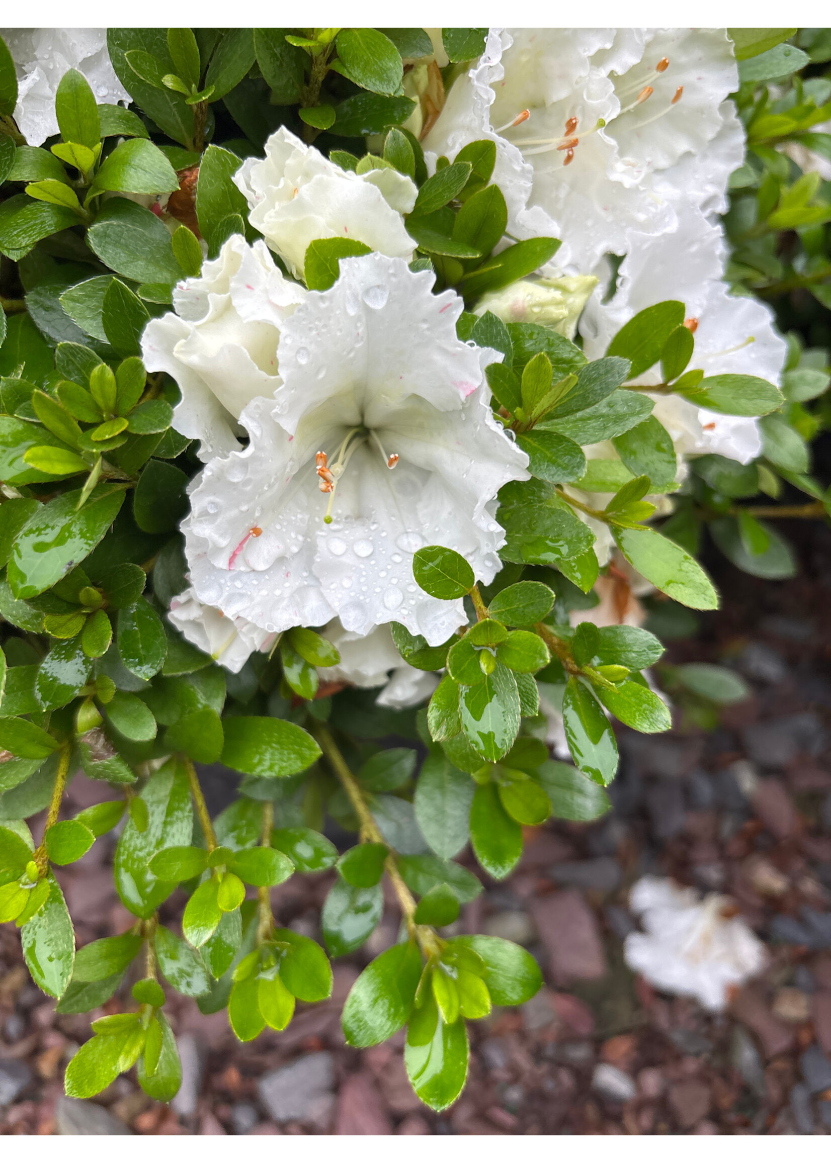 Azalea Gumpo White Azalea, Gumpo White Dwarf, #3
