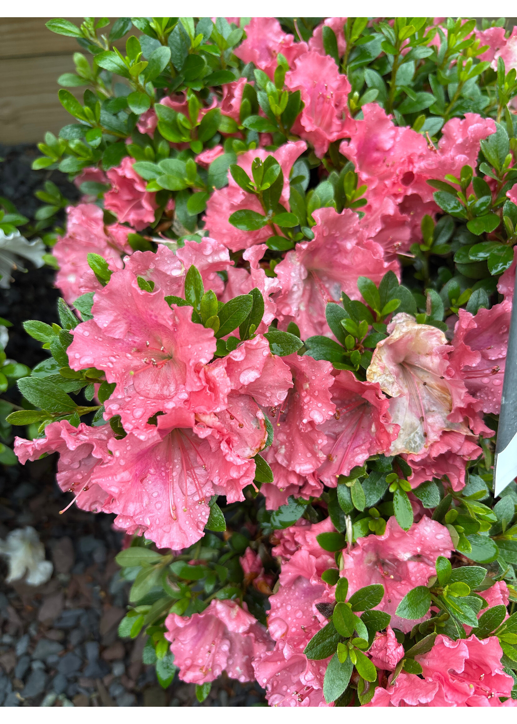 Azalea Gumpo Pink Azalea, Gumpo Pink Dwarf, #3