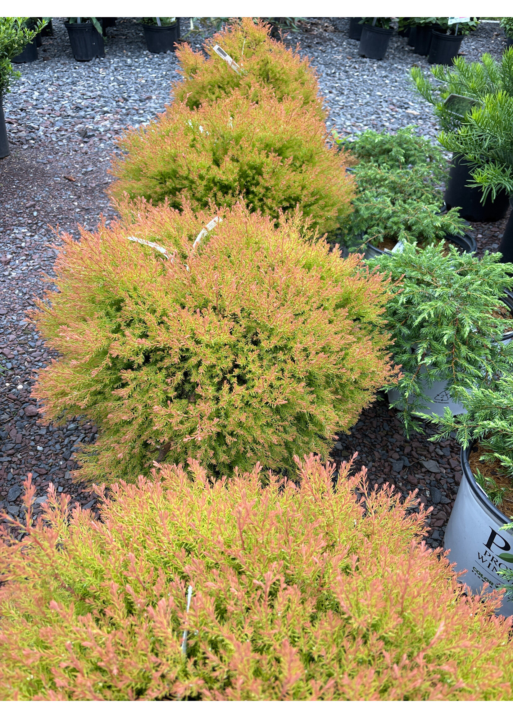 Thuja occ. Congabe, Fire Chief #3