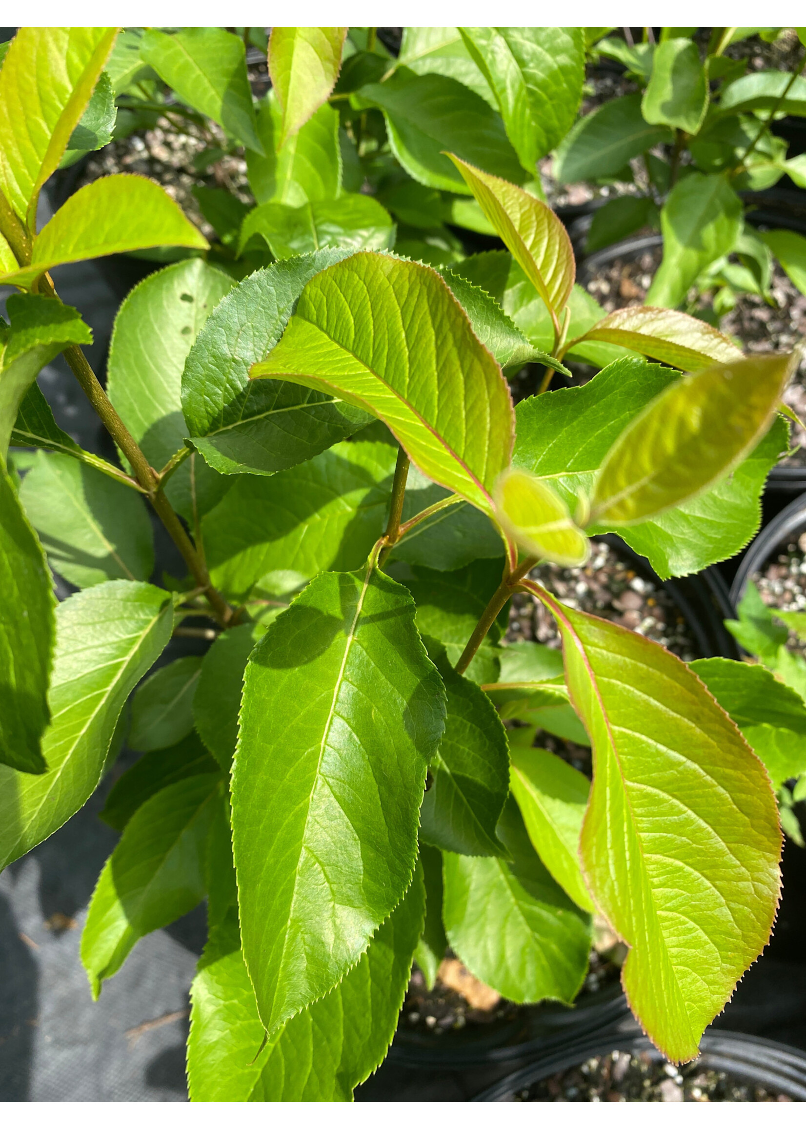 Viburnum Lentago Viburnum - Nannyberry, #7