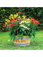 Echinacea Pollynation Mix, Coneflower #1