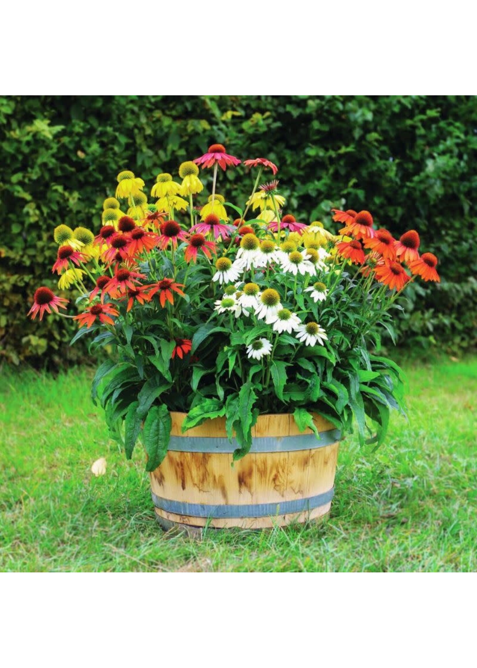 Echinacea Pollynation Mix, Coneflower #1