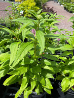Echinacea Conefections Pink Double Delight, Coneflower #1
