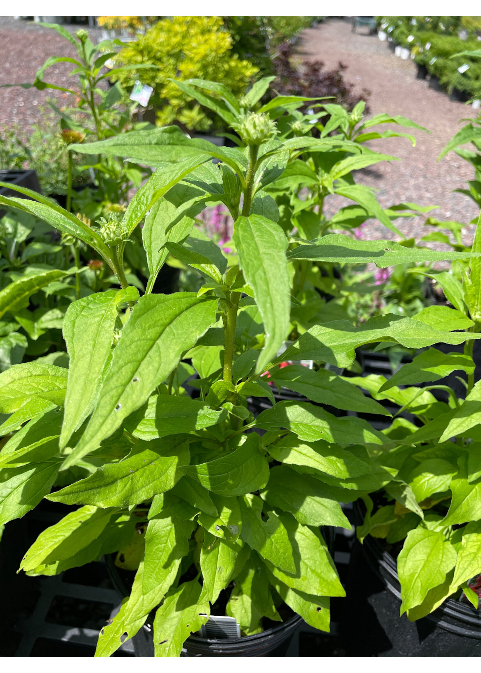 Echinacea Conefections Pink Double Delight, Coneflower #1
