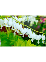 Dicentra spectabilis White Gold, Bleeding Heart, #1