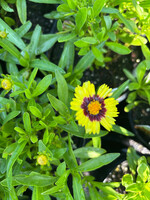 Coreopsis Uptick Yellow  & Red, Tickseed #1