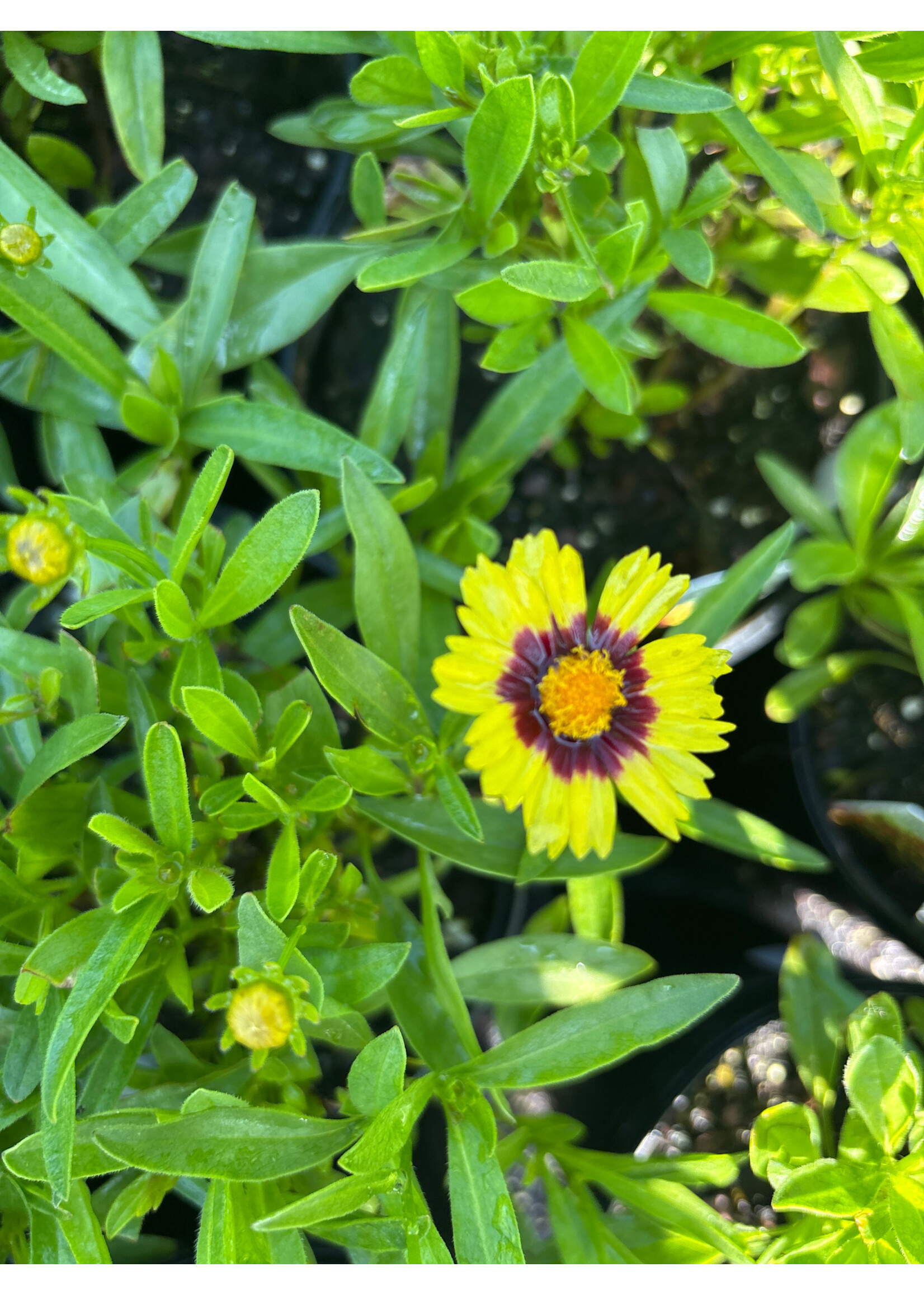 Coreopsis Uptick Yellow  & Red, Tickseed #1
