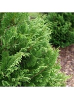 Chamaecyparis pisifera  'RutCham1', Cedar Rapids False Cypress #7