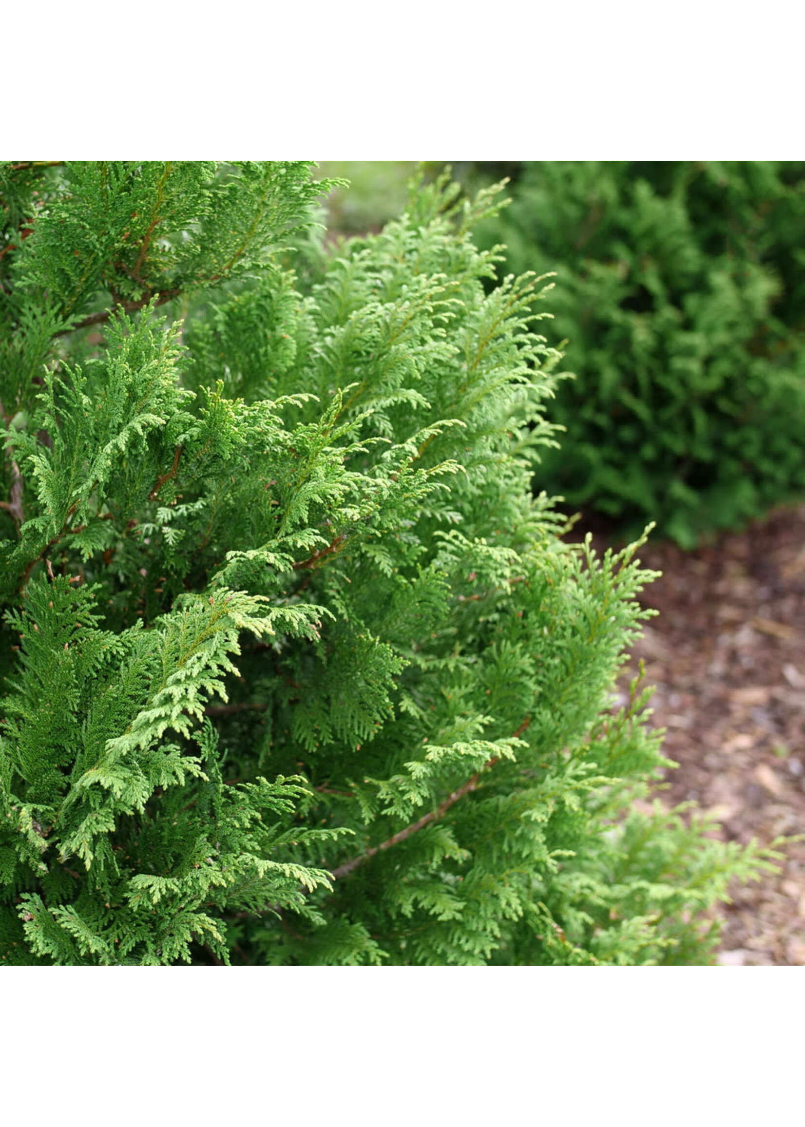 Chamaecyparis pisifera  'RutCham1', Cedar Rapids False Cypress #7