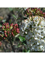 Viburnum x burk. Viburnum - Burkwood, #7