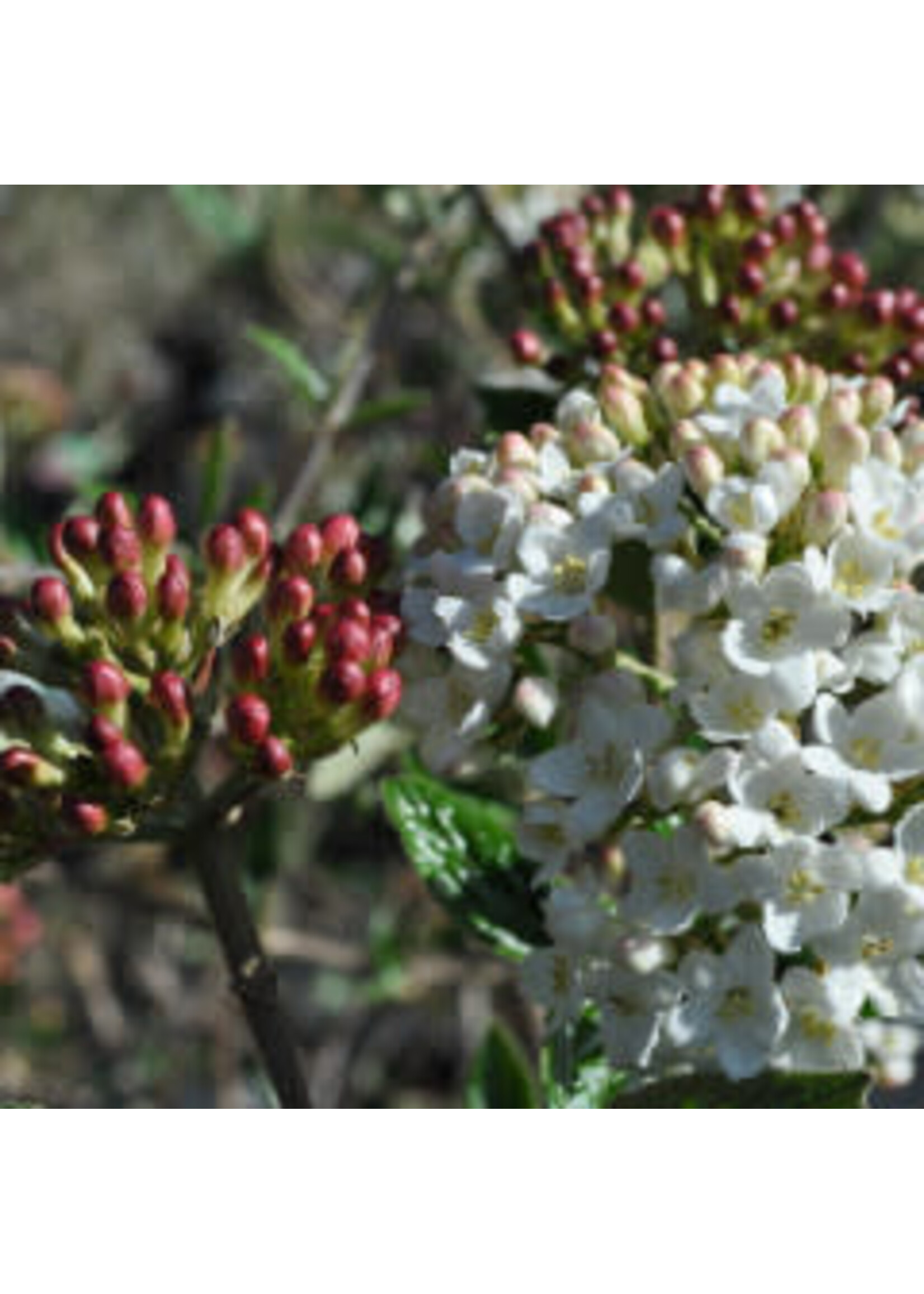 Viburnum x burk. Viburnum - Burkwood, #7