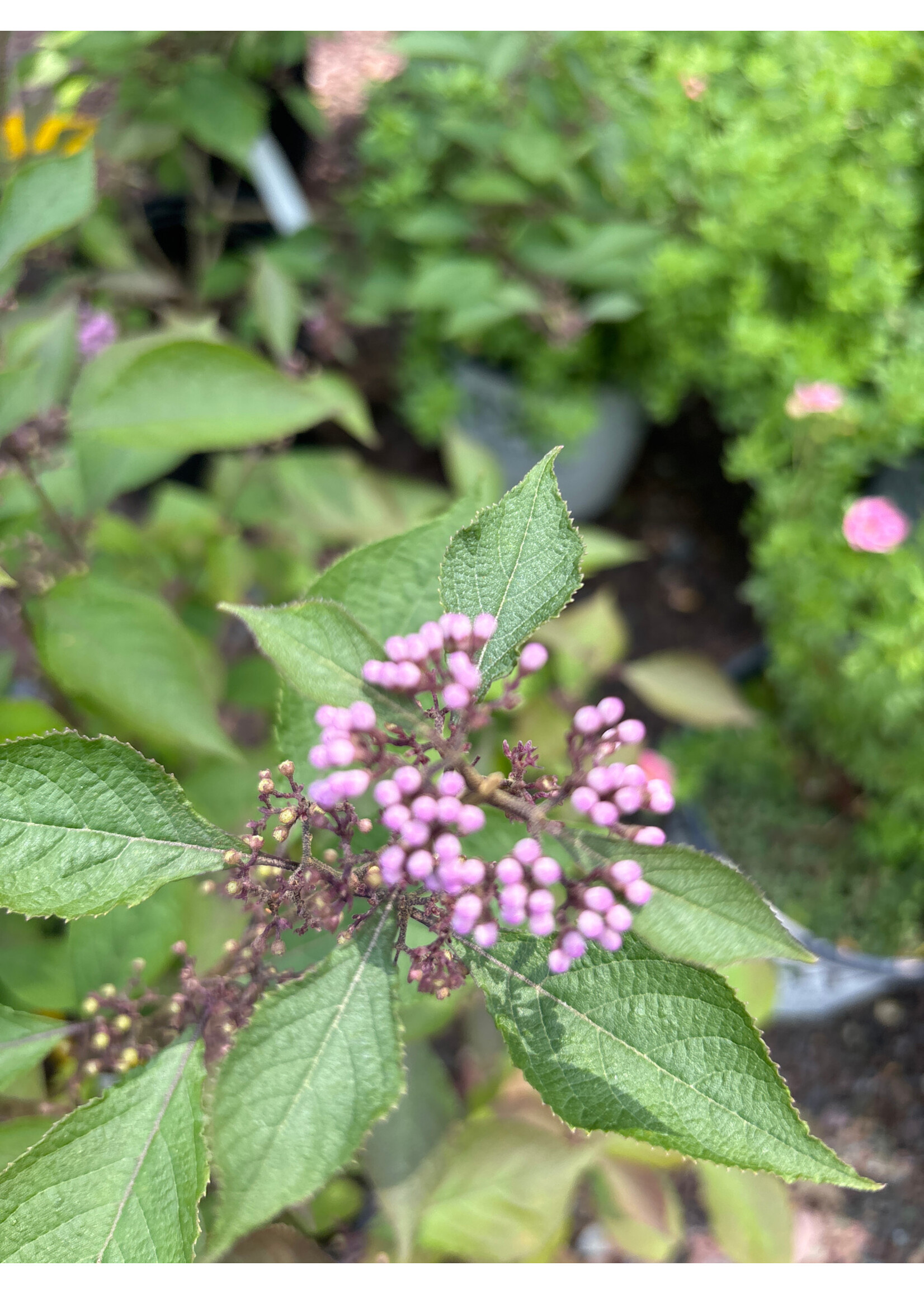 Callicarpa americana Beautyberry, American, #3
