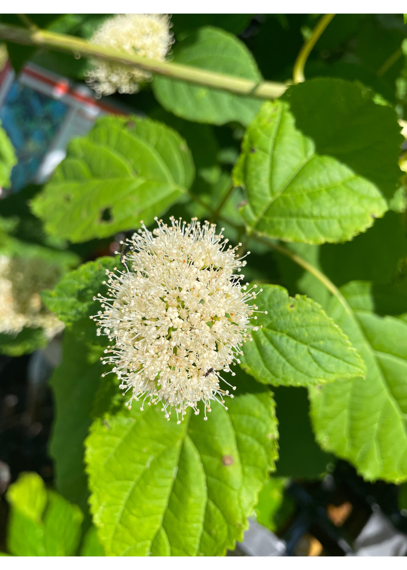 Hydrangea arborescens, Smooth Hydrangea #3