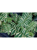 Polemonium cae. Brise d'Anjou Jacob's Ladder - Variegated, Brise d'Anjou, #1