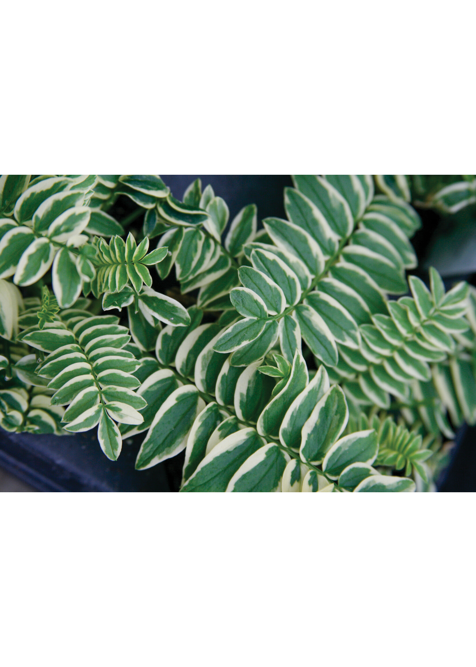 Polemonium cae. Brise d'Anjou Jacob's Ladder - Variegated, Brise d'Anjou, #1