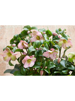 Helleborus Winter Sparkle Pink, Lenten Rose #1