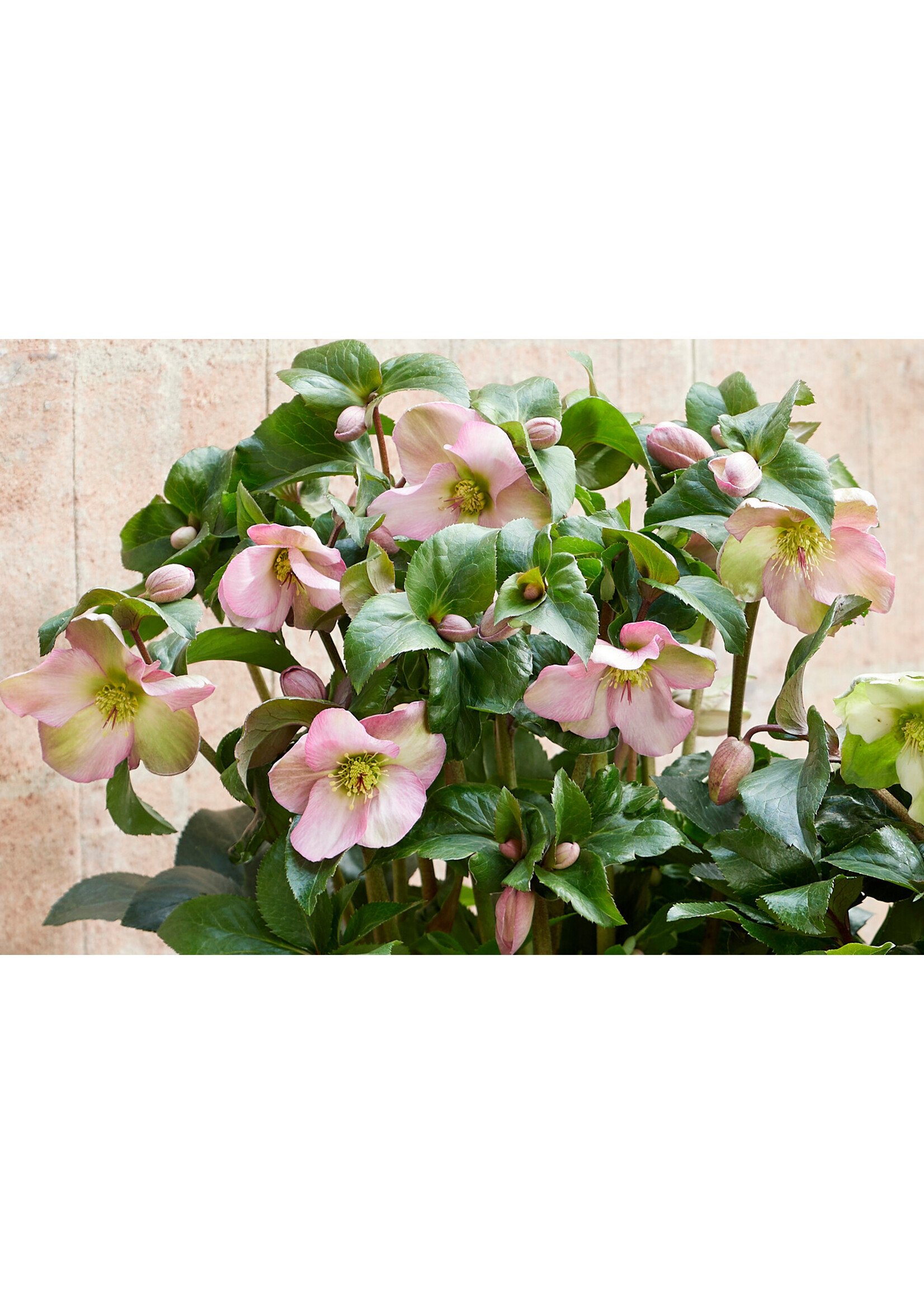 Helleborus Winter Sparkle Pink, Lenten Rose #1