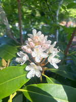 Rhododendron maximum Rhododendron, Rosebay, 4-5' b&b