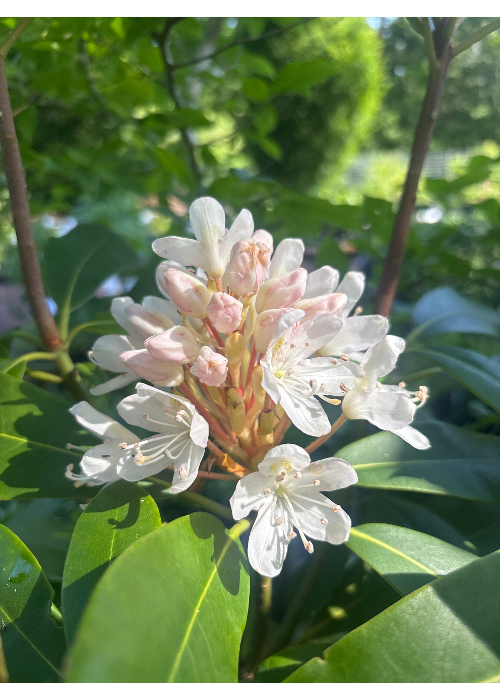 Rhododendron maximum Rhododendron, Rosebay, 3-5' b&b