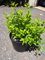 Physocarpus Raspberry Lemonade, Ninebark #3