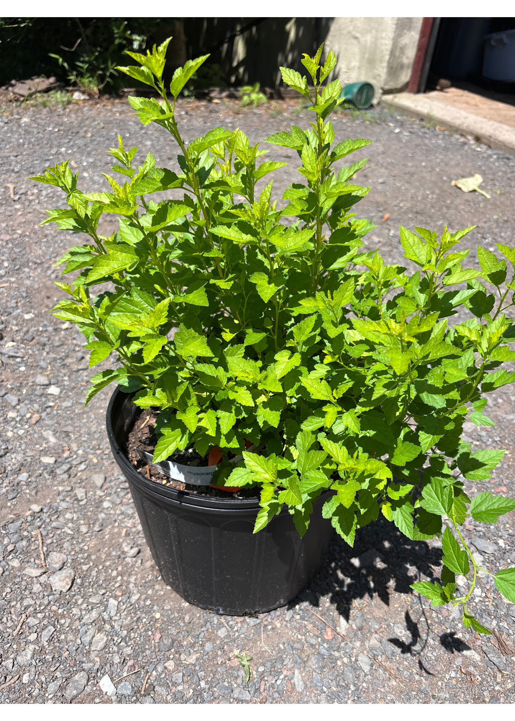 Physocarpus Raspberry Lemonade, Ninebark #3