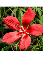 Hibiscus coccineus. Mallow, #1