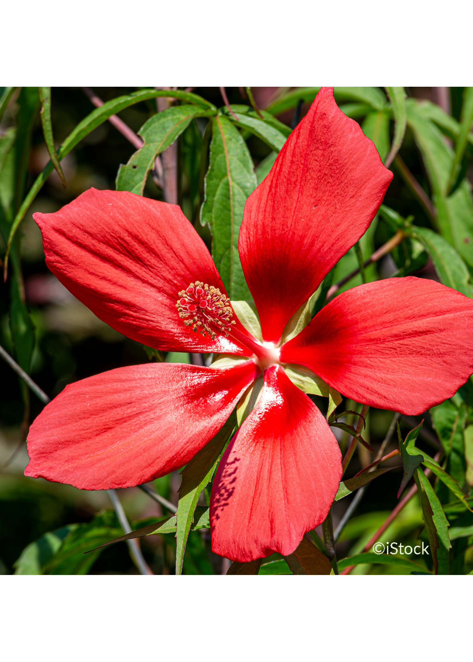 Hibiscus coccineus. Mallow, #1
