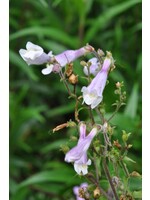 Penstemon hirsutus, Hairy Beardtongue #1
