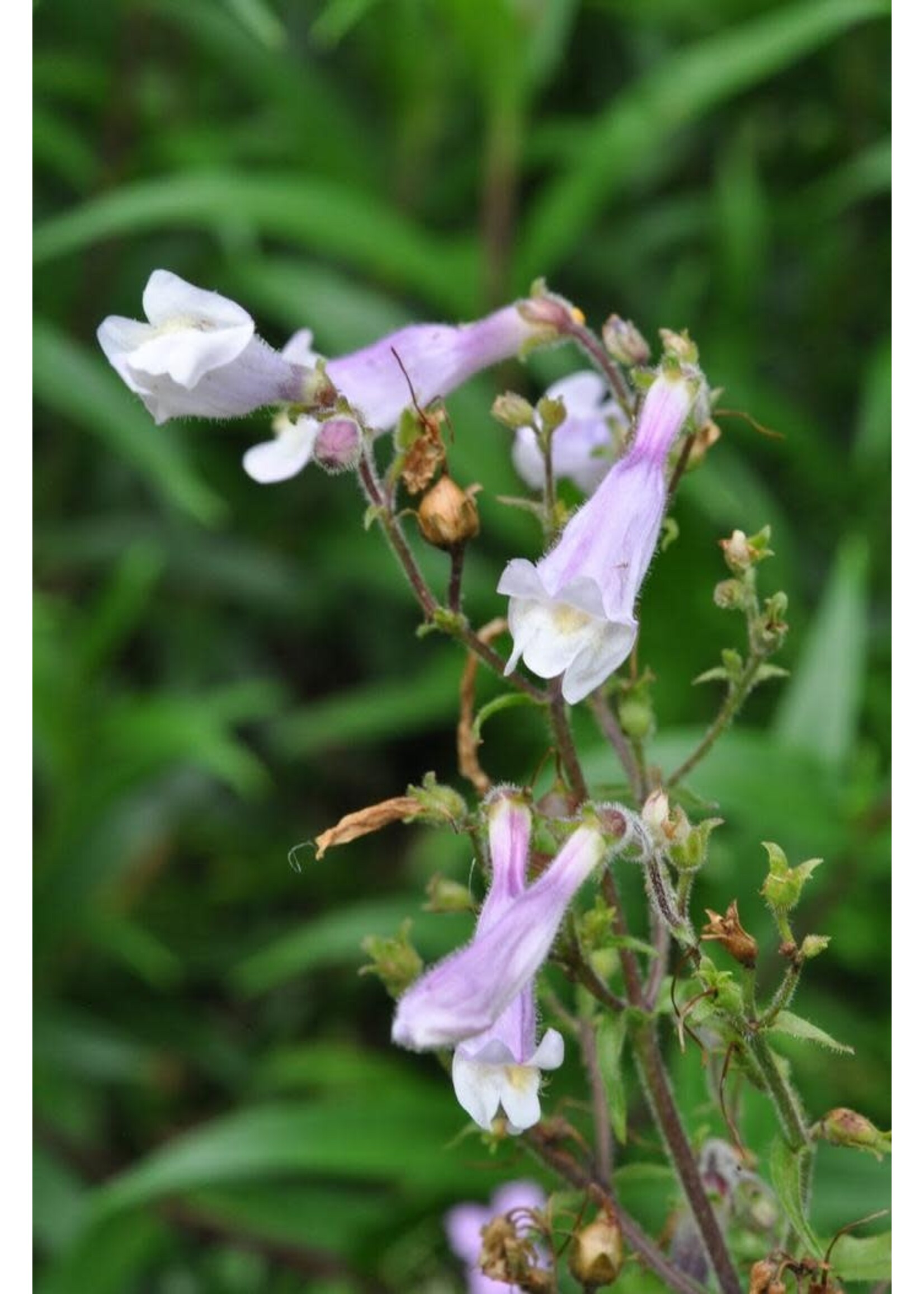 Penstemon hirsutus, Hairy Beardtongue #1