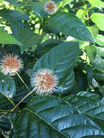 Cephalanthus occidentalis Sugar Shack, Buttonbush #5