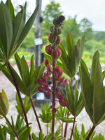 Lupinus Russell Mix, Lupine #1