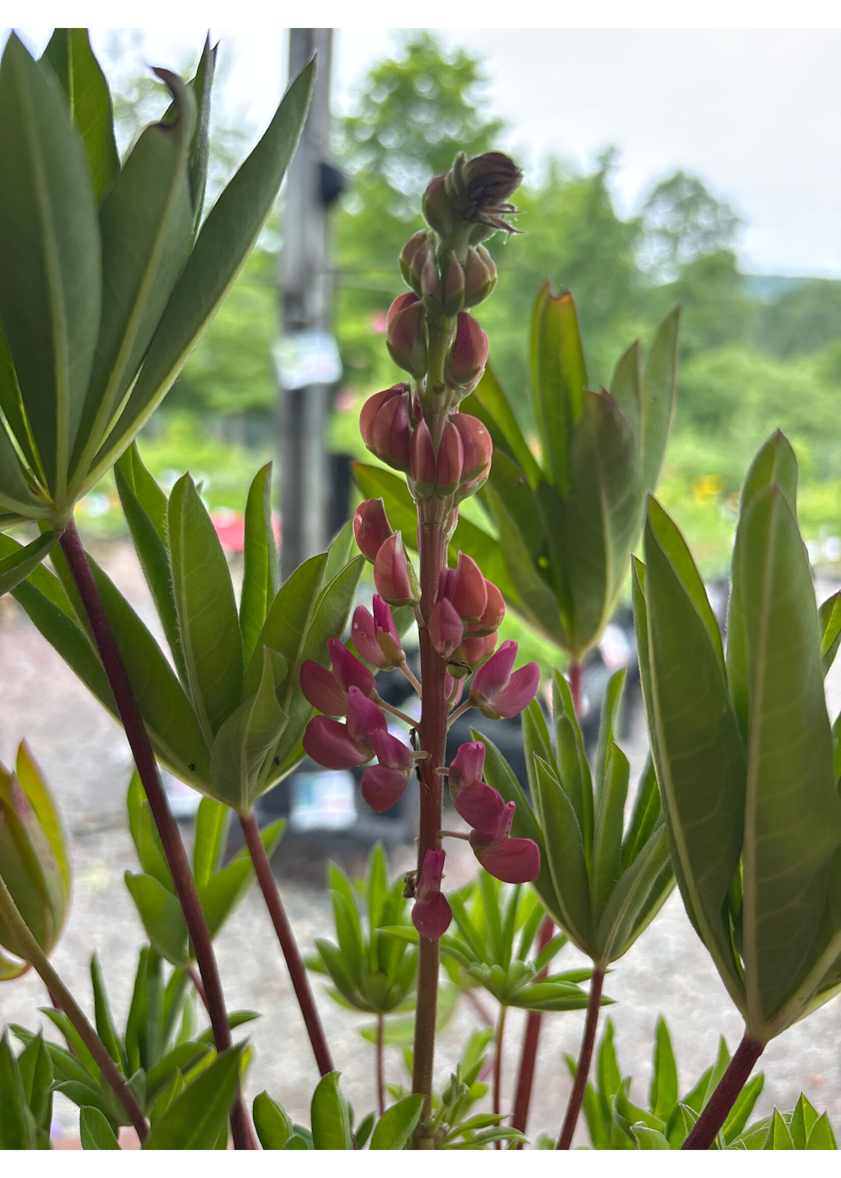 Lupinus Russell Mix, Lupine #1