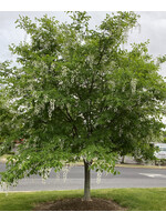 Cladrastis kentukea Yellowwood, #5