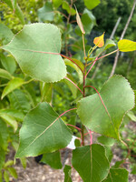 Populus deltoides, Eastern cottonwood, #7