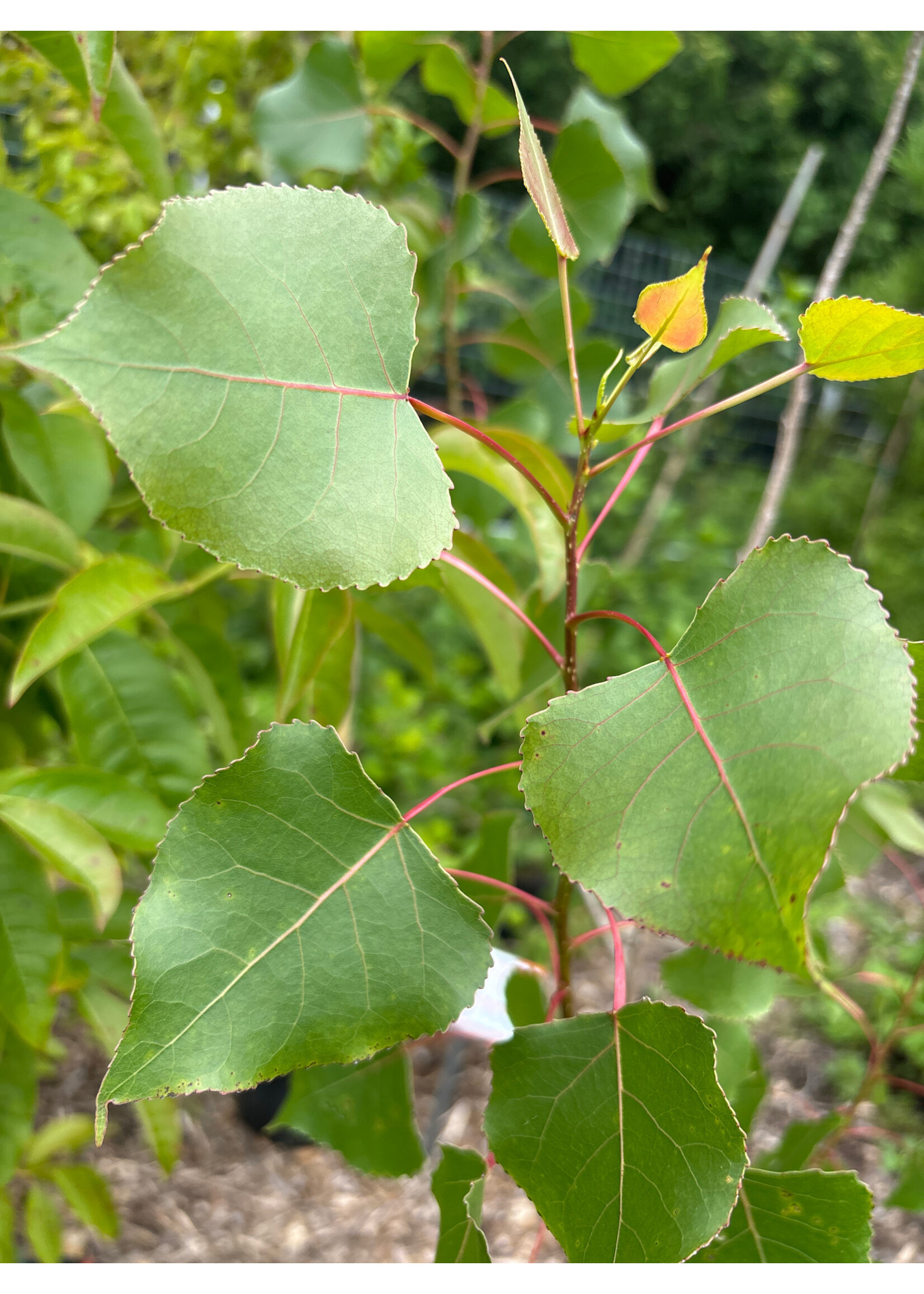 Populus deltoides, Eastern cottonwood, #7